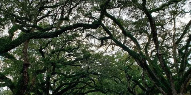 New Orleans Oak Alley and Laura Plantation Tour - Image 6