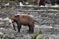Juneau Brown Bear Viewing at Waterfall Creek thumbnail 1