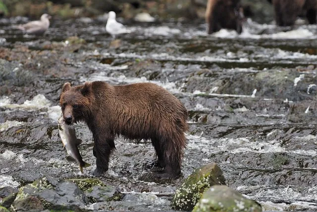 Juneau Brown Bear Viewing at Waterfall Creek - Image 1