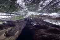 San Francisco City Tour with Muir Woods & Sausalito thumbnail 3