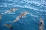 Palm Bay Dolphin and Manatee Tour 2 hr thumbnail 2
