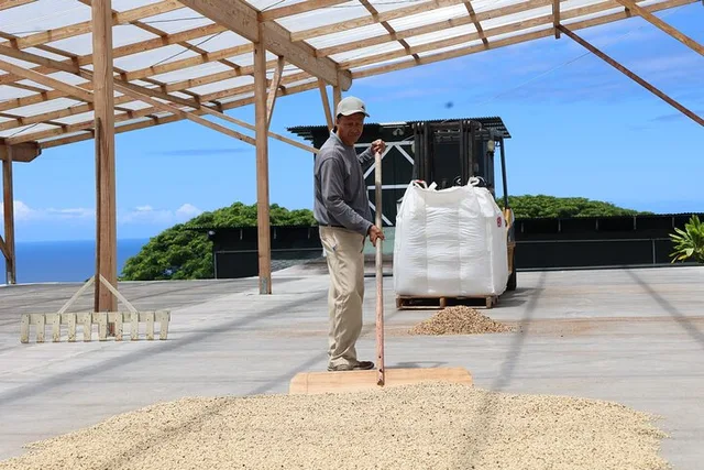 Kona Coffee Farm Tour - Image 4