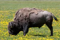 Yellowstone Private National Park Safari thumbnail 4
