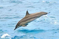 Waikiki Whale Watching Tour at Sunset thumbnail 5