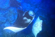 Kona Manta Ray Snorkeling Tour at Sunset thumbnail 6