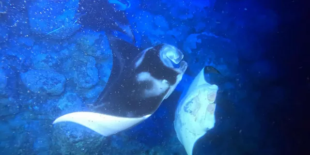 Kona Manta Ray Snorkeling Tour at Sunset - Image 6