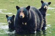 Ketchikan Private Wildlife Tour 3 hr thumbnail 1