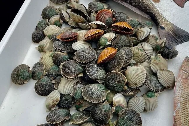 Crystal River Scalloping Charter 5 hr - Image 5