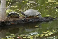 Marrero Swamp and Bayou Boat Tour 90 Min thumbnail 5