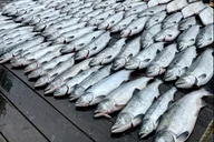 Ketchikan Salmon Fishing Trip 6 hr thumbnail 1