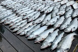 Ketchikan Salmon Fishing Trip 6 hr