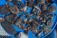 Folly Beach Morris Island Fossil Hunting Boat Tour thumbnail 1