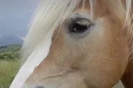 Indoor Horsemanship in Erik's Ranch thumbnail 3