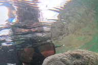 Crystal River Swim with Manatees Tour thumbnail 6