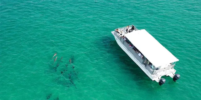 Panama City Beach Snorkeling and Dolphin Watching Tour - Image 3