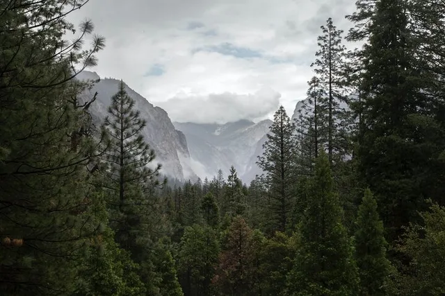 Sequoia Private Tour & Hike - Image 3