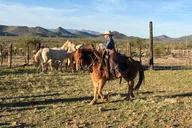 Arizona Horseback Trail Ride thumbnail 6