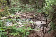 San Francisco Alcatraz and Muir Woods Tour thumbnail 4