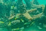 Fort Lauderdale Ocean Reef Snorkel Tour with Snacks thumbnail 2