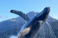 Juneau Sightseeing Group Tour thumbnail 3