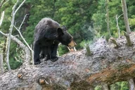 Yellowstone Wolf Watching and Wildlife Safari thumbnail 3