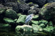 Seattle Kayak Tour to Discovery Point thumbnail 4