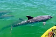 Marco Island Pedal Kayak Tour thumbnail 2