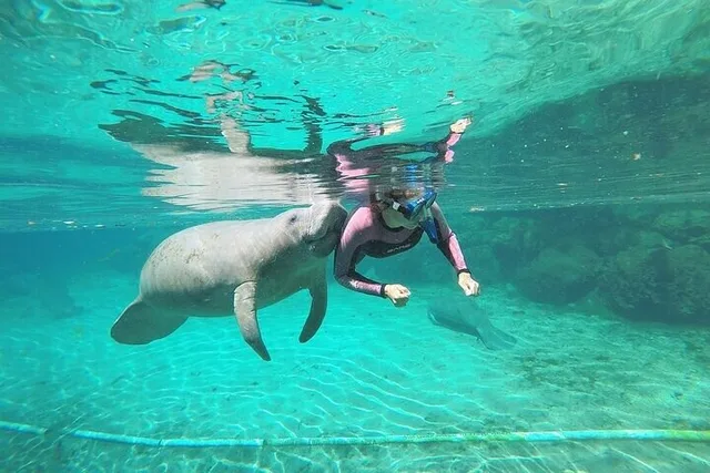Crystal River Manatee Snorkel Tour 3 hr - Image 3