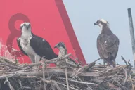 Cape May Birding By Boat thumbnail 1