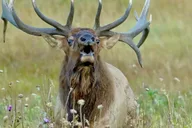 Estes Park Rocky Mountain National Park Tour thumbnail 2