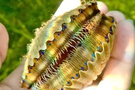 Crystal River Scalloping Tour thumbnail 5