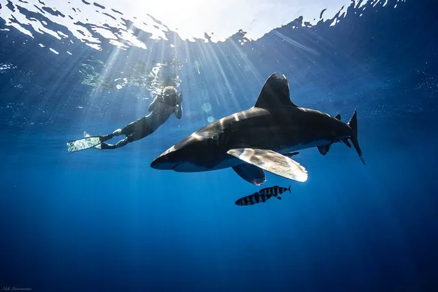Hawaii Shark Dive - Image 3