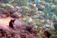Maui Kayak and Snorkel Adventure at Olowalu 4 hr thumbnail 2