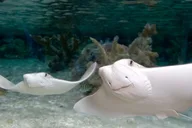 New Jersey SEA LIFE Aquarium Admission thumbnail 6
