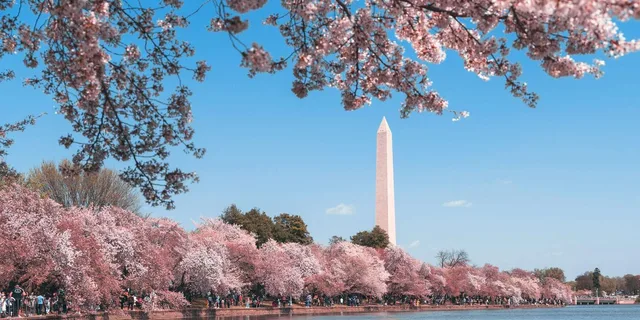 Washington DC Cherry Blossoms and Monuments Tour - Image 6