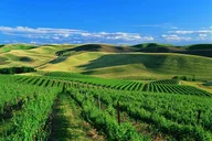 San Francisco Airport Transfer to Sonoma Valley thumbnail 6