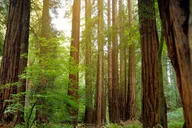 San Francisco Muir Woods and Sausalito Tour thumbnail 3