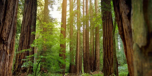 San Francisco Muir Woods and Sausalito Tour - Image 3
