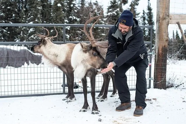 Fairbanks Reindeer Meet and Greet 30 min - Image 2