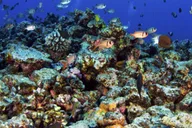 Maui Turtle Town Kayak and Snorkel Tour thumbnail 6