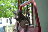 Paso Robles Scavenger Hunt Walking Tour thumbnail 6