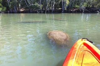 Orlando Dolphin & Manatee Kayaking Tour
