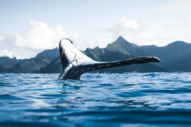 Honolulu Whale Watching Tour 2 hr - Image 2