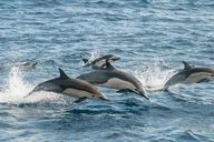 Monterey Bay Whale Watching Tour thumbnail 3