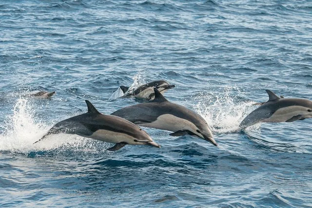 Monterey Bay Whale Watching Tour - Image 3
