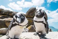 Cape Town Seal and Penguin Tour Full Day thumbnail 1