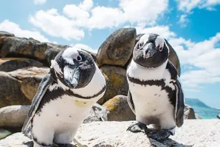 Cape Town Seal and Penguin Tour Full Day