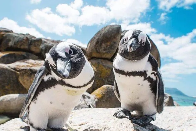 Cape Town Seal and Penguin Tour Full Day - Image 1