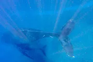 Kauai Raft Whale Watching Tour 2 hr thumbnail 6