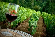 Portland Wine Tour in Willamette Valley thumbnail 6